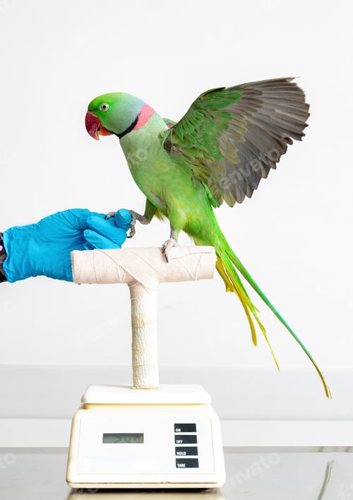 Preview: Parrot Bird on Scale at Veterinary Office