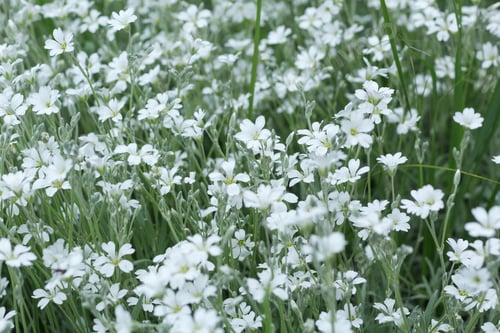 Preview: Refreshing green background with white stellate flowers.