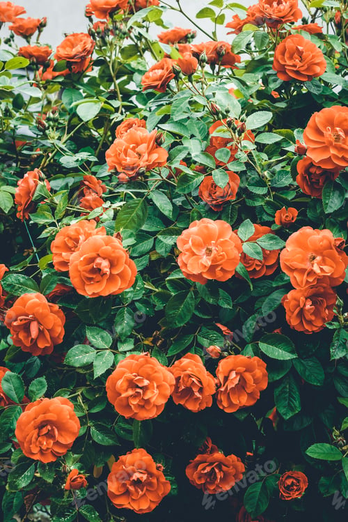 Preview: Orange roses in garden, gardening concept. Texture of greenery and flowers. Template