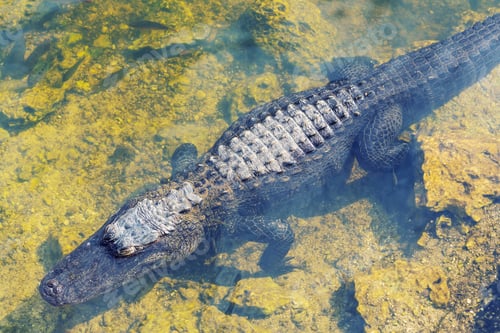 Preview: Alligator