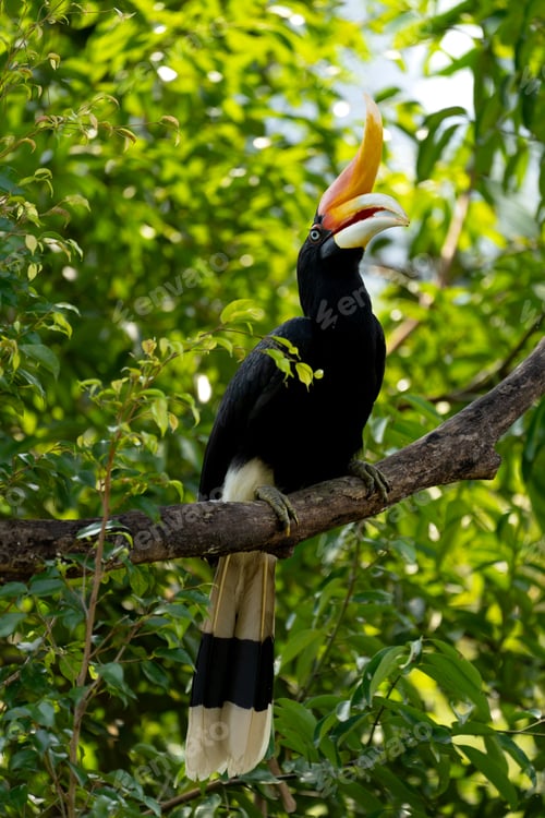 Preview: The rhinoceros hornbill (Buceros rhinoceros) is a large species of forest hornbill (Bucerotidae).
