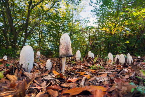Preview: Coprinus comatus mushroom in autumn forest