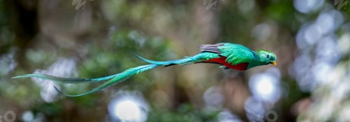 Preview: A Quetzal in Costa Rica