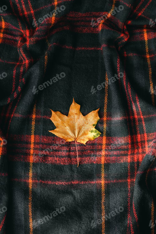 Preview: Autumn creative composition with dried yellow maple leaf