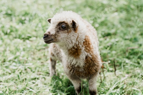 Preview: Close-up of funny sheep, wool animal promo on green mountain field