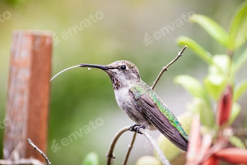 Vista previa: Anna's Hummingbird perched on a plant, flicking its long tongue; San Francisco bay area, California