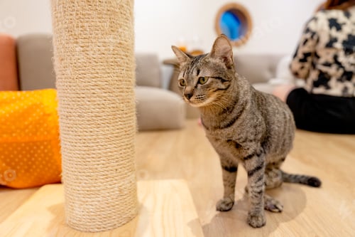 Preview: Grey cat with black striped stand near nail polish pole and look to left side near woman