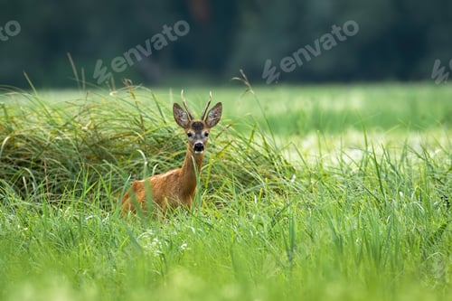 Preview: Roe deer standing in long grass in summer nature