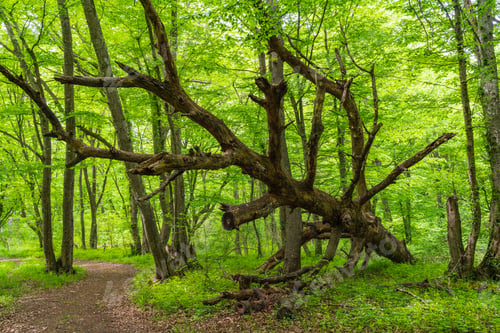 Preview: Fallen tree in the green forest