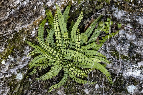 Preview: Maidenhair spleenwort plant on mossy stone background