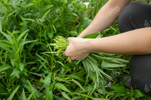 Preview: Woman hands picking herb at garden
