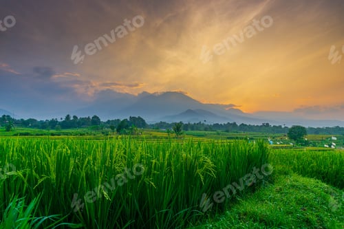 Preview: indonesia beauty landscape paddy fields in north bengkulu natural beautiful morning view from asia