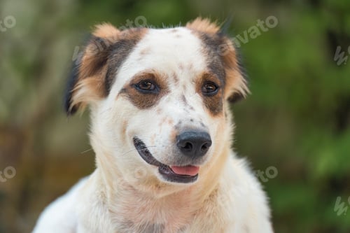 Preview: Lonely white brown stray dog lying on the floor