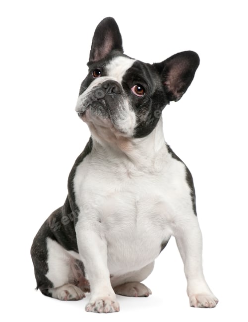 Preview: French Bulldog, 3 years old, sitting in front of white background
