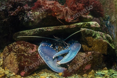 Preview: Blue lobster and various marine creatures in a tank with water.