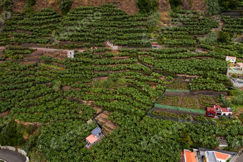 Preview: Agricultural plantation with small houses and lush trees