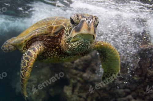 Preview: Underwater portrait of turtle swimming in ocean, Hawaii, USA