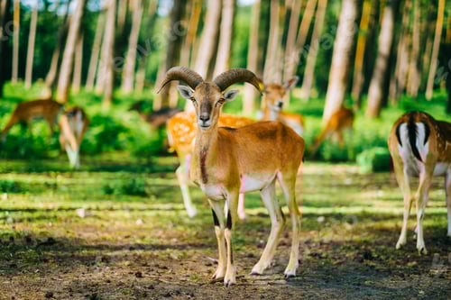 Preview: Mouflon ram on a pasture in natural environment.