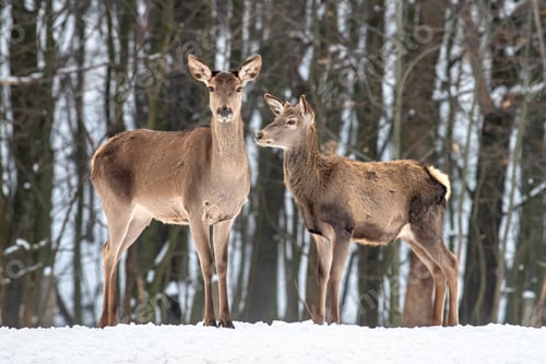 Preview: Female doe deer in winter forest