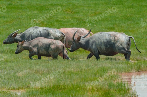 Preview: Buffaloes at the green grassland in Kampung Batu Putih, Marang, Terengganu, Malaysia