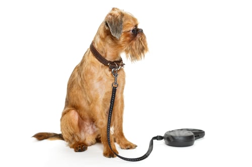 Preview: Dog waiting for a walk