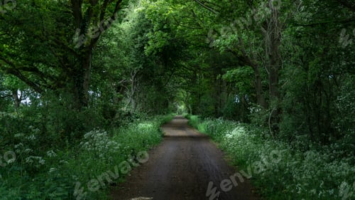 Preview: Path through Forest with Lush Greenery and Flowers