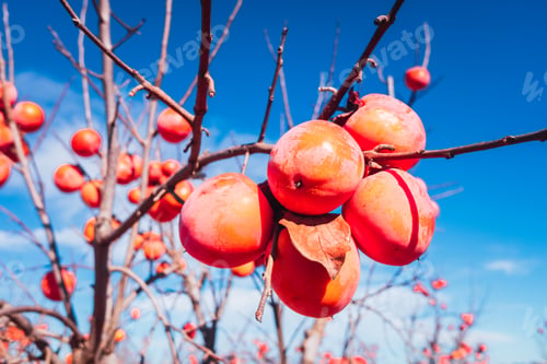 Preview: Diospyros kaki, of the Persimon variety, ripe on a tree branch in a plantation in Valencia, Spain.