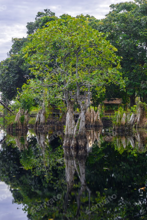 Preview: the beauty of Indonesia with mangrove forests and beaches at sunset