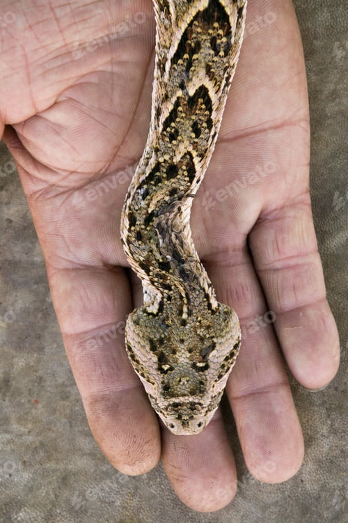 Preview: A snake, Bitis arietans, on the hand of a snake charmer in Morocco