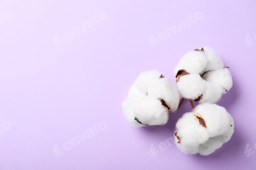 Preview: Fluffy cotton flowers on lilac background, top view. Space for text