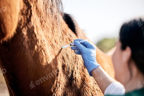 Preview: Vet, doctor and woman with injection for horse for medical examination, animal care and health chec