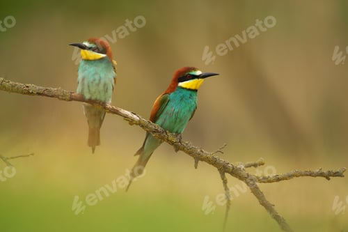 Preview: European Bee-Eater - Merops Apiaster on a branch