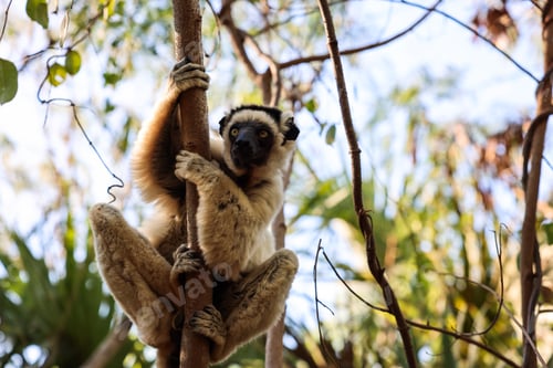 Preview: Lemur Sifaka climbs a tree in the lush forests of Madagascar during daylight hours