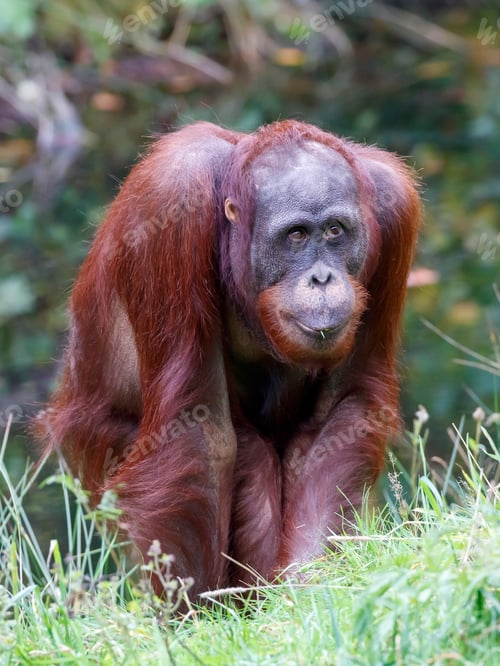 Preview: close up of an Orang Utang (Pongo pygmaeus) at habitat