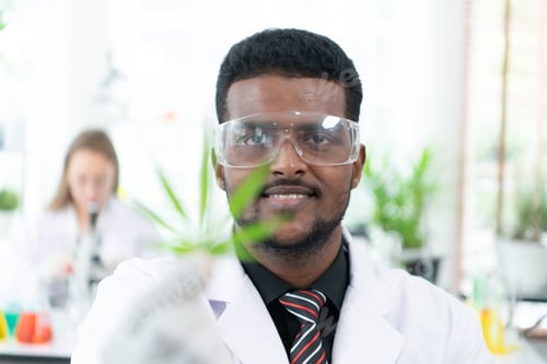Preview: In the university science lab, researchers are analyzing studies on cannabis plants