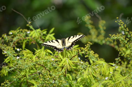 Preview: a butterfly sitting on top of a leafy tree branch