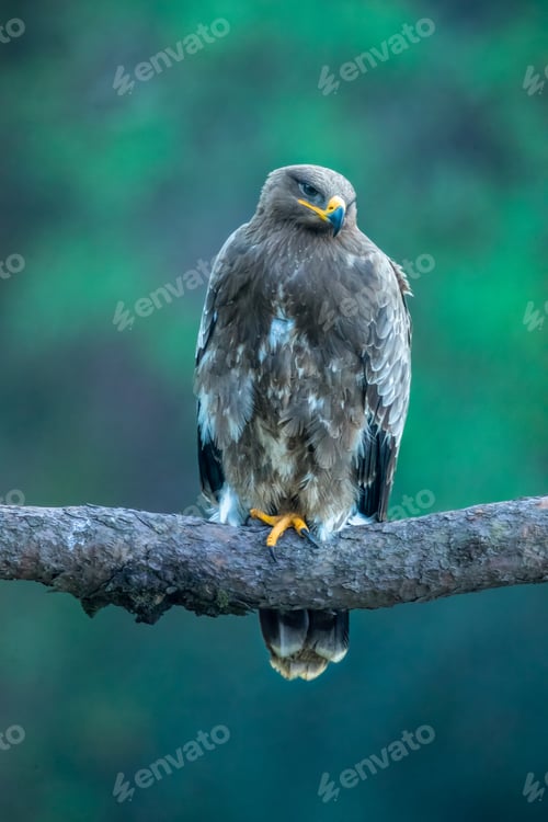 Preview: Tawny eagle