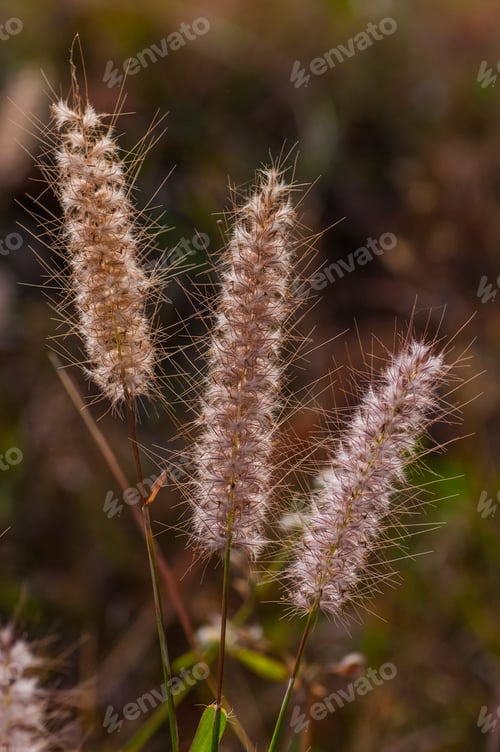 Preview: Wild flower in meadow, grass flower Nature background.
