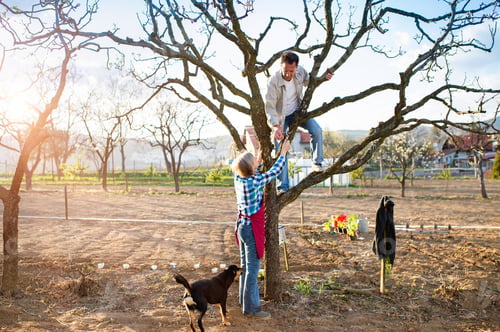 Preview: Senior couple pruning apple tree