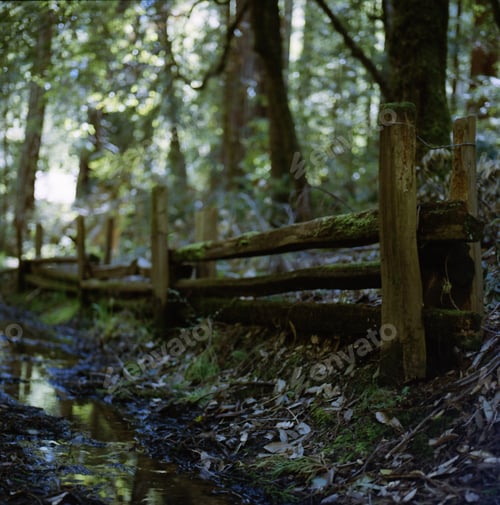 Preview: Closeup shot of a mossy wooden fence near the river in the forest