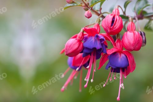 Preview: Beautiful and delicate red and purple petal of fuchsia flowers