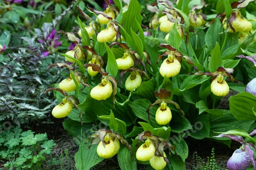 Preview: Beautiful orchid flowers of yellow color. Lady's-slipper hybrids.