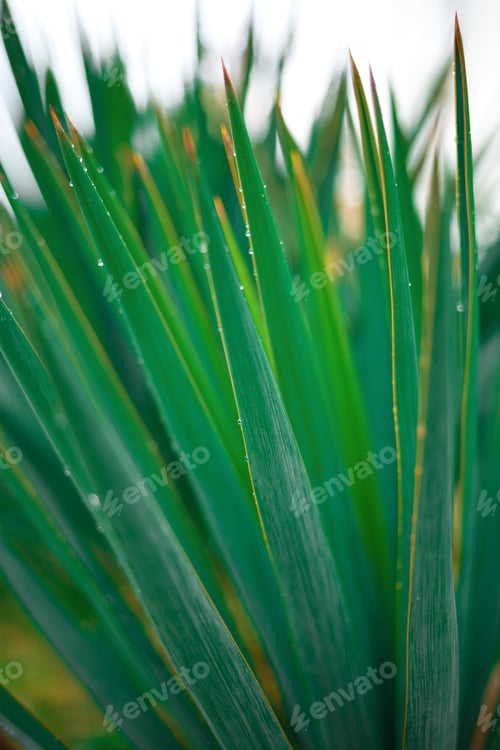 Preview: close-up of palm leaves. great background for design