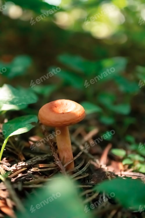 Preview: Mushroom in green forest with selective focus, closeup. Macro nature vertical wallpaper