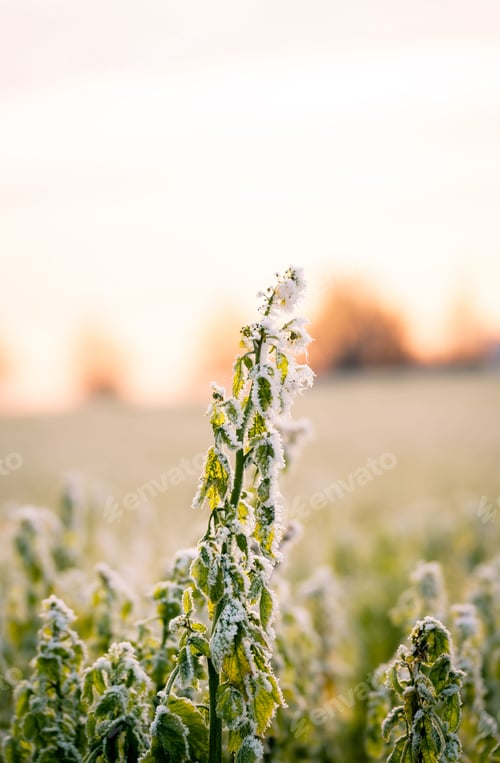 Preview: Vertical shot of the grass covered in the frost in a field with a blurry background