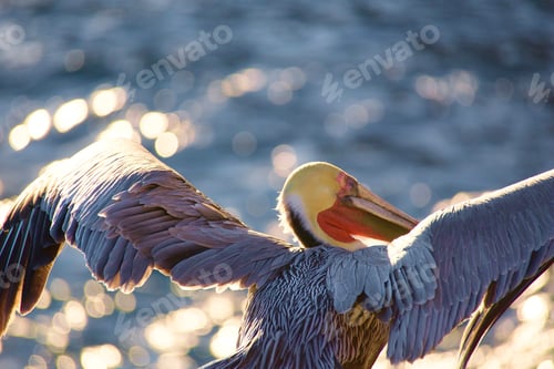 Preview: LOVE this shot of a colorful penguin with wings up. Look at her EYE closely to see her finding fish