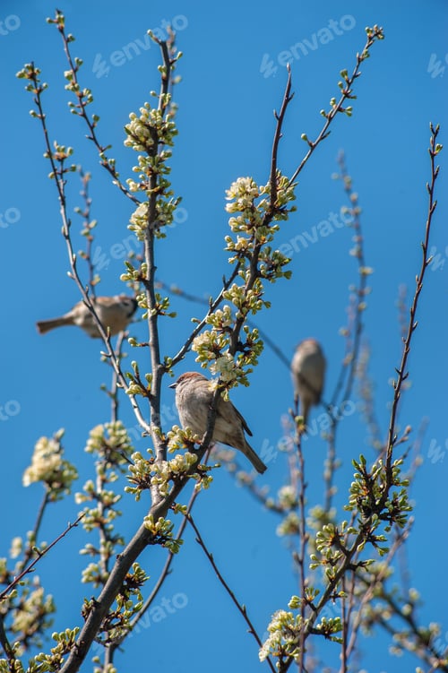 Preview: Field sparrow (Passer montanus) on a flowering tree branch under sky