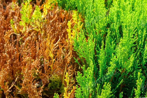 Preview: dried thuja and good thuja branch top view