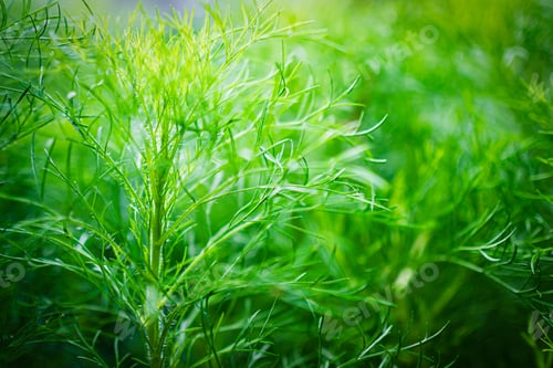 Preview: Dill Anethum graveolens Fresh Plant Garden Food Summer Nature Background