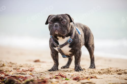 Preview: French bulldog standing on the beach